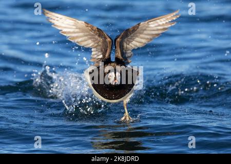 Langschwanzente (Clangula hyemalis), Vorderansicht eines erwachsenen Mannes im Flug, Nordost-Region, Island Stockfoto