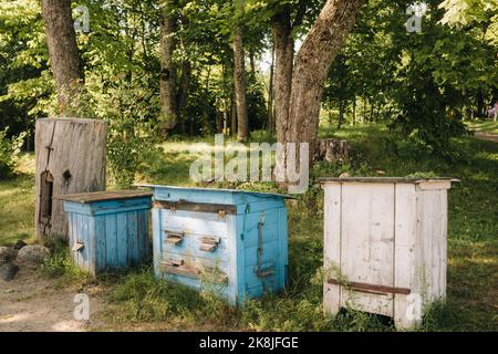 Eine alte Holzallee steht im Wald. Bienenhäuser befinden sich auf dem grünen Gras Stockfoto