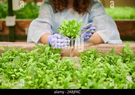 Gärtnerin steht im Regal mit Salatkeimlingen im Gewächshaus. Nahaufnahme von Frauenhänden in sterilen Gartenhandschuhen, die einen Topf mit grüner Blattpflanze halten. Stockfoto