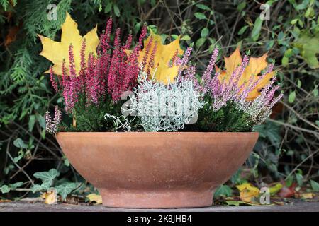 Heather und Leucophyta wachsen in einem Blumentopf. Gelbe und orangefarbene Herbstblätter im Hintergrund. Pflanzen, die im Spätherbst und Winter wachsen und blühen. Stockfoto