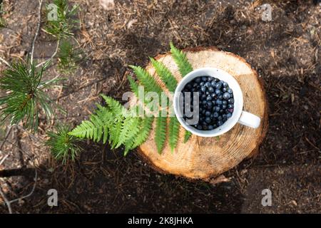 Ein voller Becher mit Blaubeeren steht auf einem Stumpf in einem Sommerwald. Stockfoto