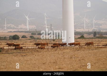 Kühe auf trockenem Feld in der Nähe von Windturbinen, La Janda, Cadaz,Andalucia, Spanien. Stockfoto