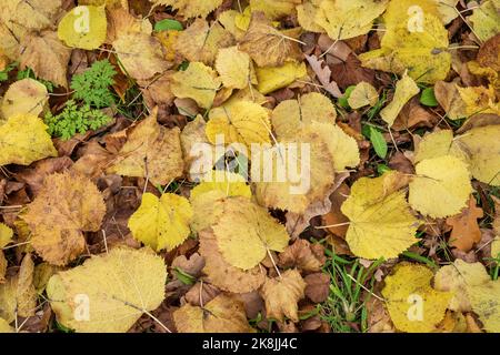 Nahhintergrund von herbstfallenden Birkenblättern. Stockfoto