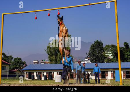 Kathmandu, Nepal. 24. Oktober 2022. Ein von der nepalesischen Polizei ausgebildeter Hund konnte während des Hundeverehrungsfestivals „Kukkur Tihar“, auch Diwali genannt, das als Lichterfest an der Central Police Dog Training School in Kathmandu bekannt ist, seine Fähigkeiten demonstrieren. Im Hinduismus wird angenommen, dass Hunde der Bote Gottes Yama, des Herrn des Todes, sind und dass Hunde die Türen des Himmels bewachen. Kredit: SOPA Images Limited/Alamy Live Nachrichten Stockfoto