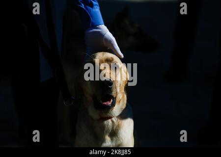 Kathmandu, Nepal. 24. Oktober 2022. Ein von der nepalesischen Polizei ausgebildeter Hund sitzt neben seinem Handler während des Hundeverehrungsfestivals „Kukkur Tihar“, auch Diwali genannt, das als Lichtfestival an der Central Police Dog Training School in Kathmandu bekannt ist. Im Hinduismus wird angenommen, dass Hunde der Bote Gottes Yama, des Herrn des Todes, sind und dass Hunde die Türen des Himmels bewachen. Kredit: SOPA Images Limited/Alamy Live Nachrichten Stockfoto