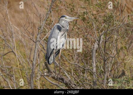 Graureiher (Ardea cinerea) auf einem Busch, Andalusien, Spanien. Stockfoto