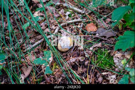 Nahaufnahme eines gewöhnlichen Erdballpilzes (Scleroderma citrinum) Stockfoto