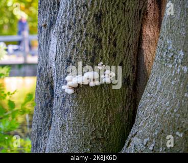 Nahaufnahme des Porzellanpilzes (Oudemansiella mucida) Stockfoto