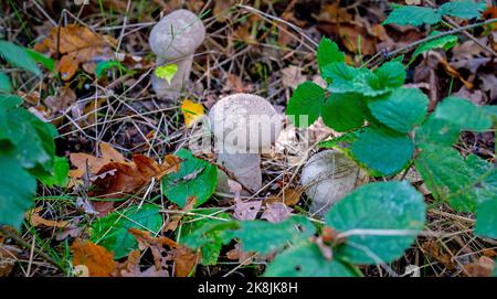 Nahaufnahme des allgemeinen Kugelpilzes (Lycoperdon perlatum) Stockfoto