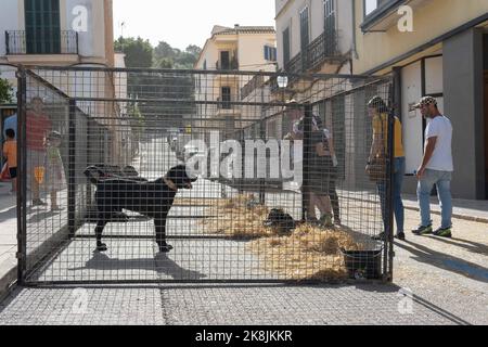 Felanitx, Spanien; 23 2022. oktober: Jährliche Paprikamesse, die in der mallorquinischen Stadt Felanitx, Spanien, stattfindet. Straßenstände mit Touristen schlendern durch die Stockfoto