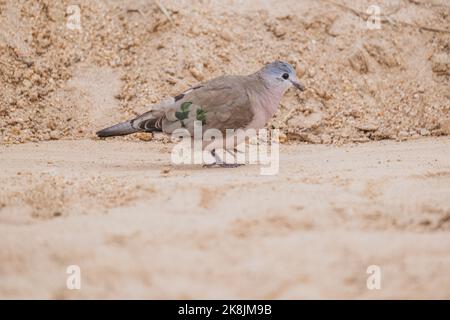 Die Nahaufnahme einer Smaragdfleckentaube, die im Boden sticht Stockfoto