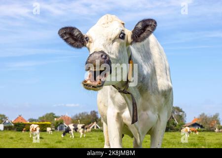 Lustige Kuh würgt auf ihrer eigenen Zunge, Porträt einer Kuh, die mit offenem Mund lacht, Zahnfleisch und Zunge zeigt, blauer Himmel Stockfoto