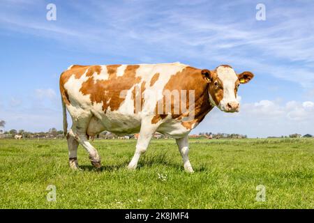 Braune und weiße Kuh, die auf dem Feld geht, auf der Weide unter blauem Himmel vorbeigeht Stockfoto