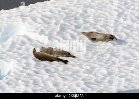 krabbenrobben ruhen auf Eisberg in der Sonne im paradiesischen Hafen (Bucht). antarktische Halbinsel. antarktis Stockfoto