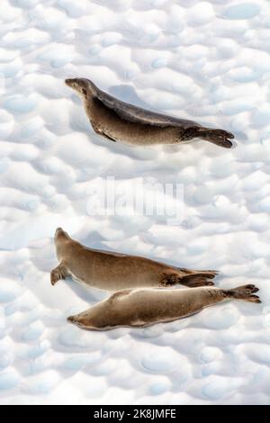 krabbenrobben ruhen auf Eisberg in der Sonne im paradiesischen Hafen (Bucht). antarktische Halbinsel. antarktis Stockfoto