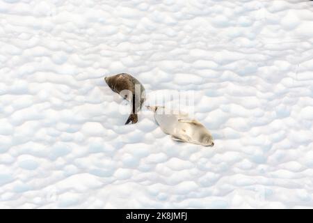 krabbenrobben ruhen auf Eisberg in der Sonne im paradiesischen Hafen (Bucht). antarktische Halbinsel. antarktis Stockfoto