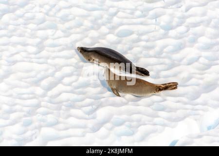 krabbenrobben ruhen auf Eisberg in der Sonne im paradiesischen Hafen (Bucht). antarktische Halbinsel. antarktis Stockfoto