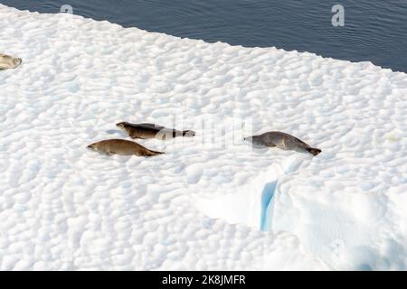 krabbenrobben ruhen auf Eisberg in der Sonne im paradiesischen Hafen (Bucht). antarktische Halbinsel. antarktis Stockfoto