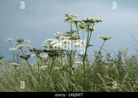 Hogweed Hogweed kann entlang Hecken und Straßenrand Rändern gefunden werden, und auf Abfall und rauem Grasland. Es zeigt schirmartige Cluster von cremig-weißen Blüten. Stockfoto