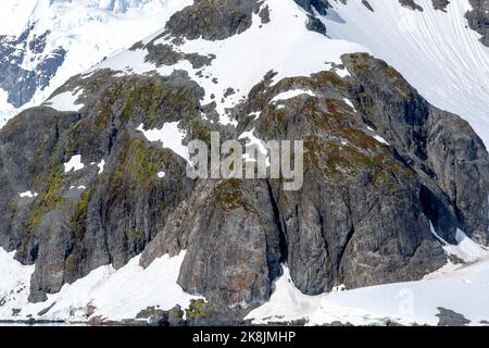 Moos und Flechten wachsen auf Felsen in der Sonne am Ufer des Paradieshafens. (bucht). antarktische Halbinsel. antarktis Stockfoto