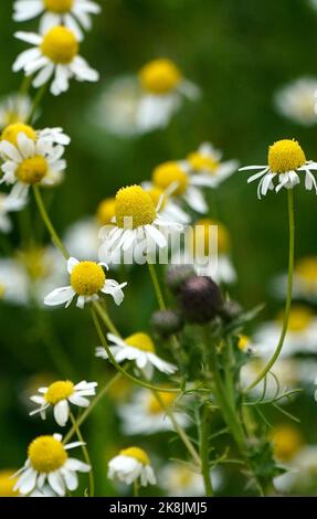 Matricaria Chamomilla Stockfoto