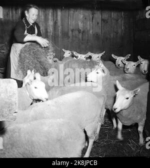 Loen März 1947 von der Farm Streichung in Nordfjord, wo natürliche Haushalte so weit wie möglich geführt werden. Die 9 Bewohner des Hofes leben von den Produkten, die der Boden und das Vieh liefern. Hier ist es Oma Oppheim, die die Schafe füttert. Foto: Th. Scotaam / Aktuell / NTB Stockfoto