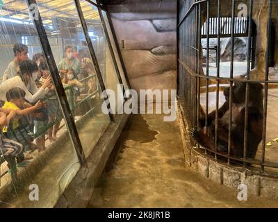 Bangkok, Thailand. 23. Oktober 2022. Bua Noi lebt seit mehr als 30 Jahren auf Betonböden ohne Tageslicht oder Natur. Sie ist Thailands einziger Gorilla. Quelle: Carola Frentzen/dpa/Alamy Live News Stockfoto