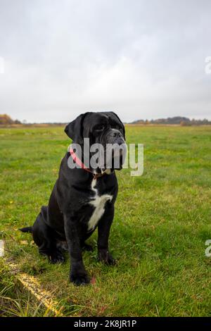 Großer italienischer Mastiff Hund sitzt auf grünem Gras vor der Kulisse der Berglandschaft des Herbst Altai an sonnigen Tagen Stockfoto
