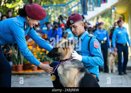 Kathmandu, Nepal. 24. Oktober 2022. Ein Polizeihund namens Welpe erhält während des Kukkur Tihar-Hundefestivals in ihrer Zwinger-Abteilung eine Medaille für den Hund des Jahres. Tihar ist das zweitgrößte Fest in Nepal, das einem anderen Tier oder einem anderen Kultobjekt gewidmet ist, darunter Kühe, Krähen und Hunde. Das Festival feiert die starke Beziehung zwischen Menschen, Göttern und Tieren. Kredit: SOPA Images Limited/Alamy Live Nachrichten Stockfoto