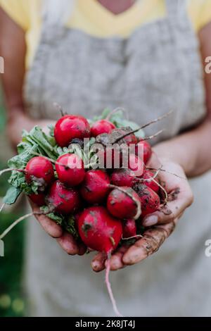 Nahaufnahme einer älteren Frau, die ein rotes Rettichbündel in ihrem Garten hält. Stockfoto