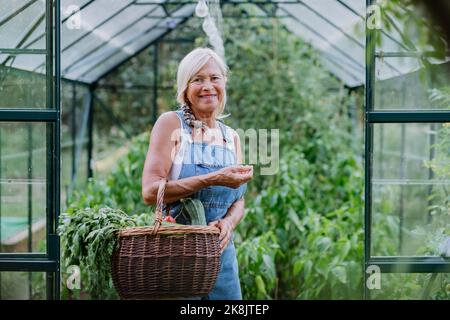 Ältere Bäuerin mit geerntetem Gemüse im Korb, stehend vor dem Gewächshaus. Stockfoto