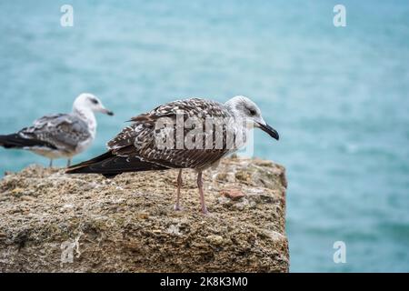 Jungmöwe, Larus michahellis am Wasser, Cáááiz, Andalusien, Spanien. Stockfoto