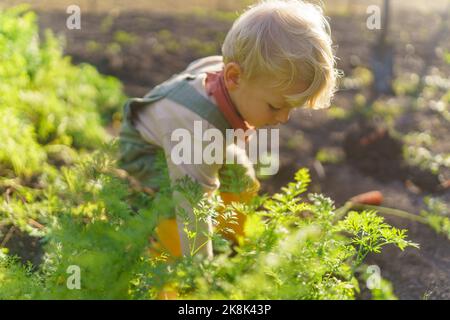 Kleiner Junge, der am Herbsttag im Garten arbeitet. Stockfoto