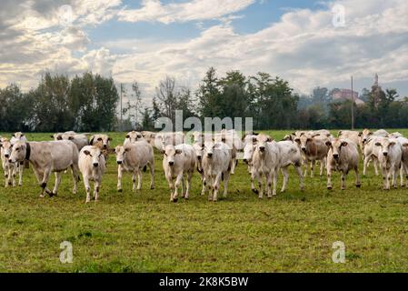 Die piemontesischen Fassona züchten Kühe, die auf dem Land in der Nähe von Fossano, Provinz Cuneo, Piemont, Italien, grasen Stockfoto