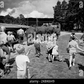 Sørlandet, sommeren 1962. Da elefantene kom til Evje: Feuer døgns Schlitz für Åtte Minuten opptreden. Sirkus Arnardo er på turne på Sørlandet med fem to-tonns elefanter. Det byr på Problem. De sto i jernbanevogner i ett døgn på Marnardal stasjon fordi det ikke fantes biler som kunne ta dem videre. Dagen etter reiste de videre til Grovane stasjon hvor de skulle lastes om til den smalsporde Setesdalsbanen til Evje. Det var mislykket, Og først etter Fire døgn kom elefantene til Evje PR trailere, der foretillingen allerede var i Gang. Ihr Elefantene unter ett AV omlastingsforsøkene, mens lokal Stockfoto