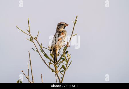 Spanischer Sperling, Passer hispaniolensis, juvenile, Spanien. Stockfoto