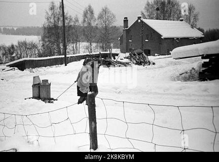 Hedmark im Winter 1948. Wasserknappheit in Ostnorwegen nach der Dürre im Sommer 1947. Die Betriebe müssen Wasser in den Flüssen holen oder Wasser aus den Molkereien fließen lassen. Hier die Schwestern Gerd und Ragnhild Eriksen, die auf einem Schlitten das Wasser aus dem Fluss zum Haus ziehen. Es sind nur fünf Minuten, sodass sie nicht glauben, dass es etwas zu sagen gibt! Foto: Børretzen / Aktuell / NTB Stockfoto