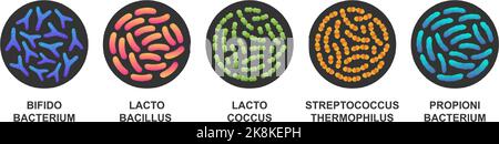 Satz von Probiotika in einem Kreis. Bakterien und Mikroorganismen. Bifidobacterium, Lactobacillus, lactococcus, Streptococcus thermophilus, Propionibacterium Stock Vektor