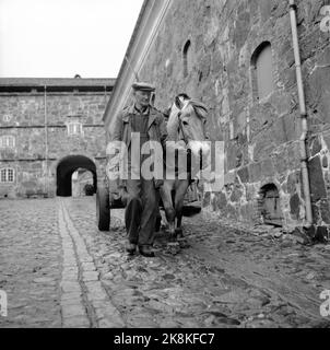 Halden 1961. 'Jungfrau in der Höhe' Festung Fredriksten in Halden. Die steilen Kampfpferde sind weg. Die Fjordpalette, die Sand in Zweirädern trägt, herrscht allein vor. Sein Besitzer, Arne Acurbekk, ist ein langes Leben lang Fahrer bei Fredriksten. Er hat unter 15 Kommandeuren gearbeitet. 1905 erraten er Kühe im Festungsgebiet, 10 Jahre alt. 300. Jubiläum 2. Mai 1961. Foto: Aage Storløkken / Aktuell / NTB Stockfoto