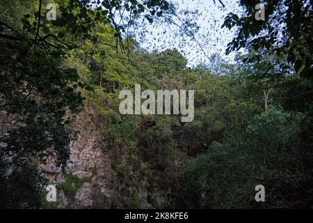 Der Fledermausvulkan von Calakmul in Campeche, Mexiko (Volcán de los Murciélagos). Millionen von Fledermäusen fliegen bei Sonnenuntergang aus einem trockenen Cenote. Touristenattraktion Stockfoto