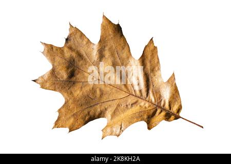 Braun Eichenblatt im Herbst Farbe ausgeschnitten und isoliert auf einem weißen Hintergrund, Stock Foto Bild Stockfoto