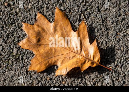 Eichenblatt Hintergrund, der braune Blätter in der goldenen Herbst Herbst Farbe im November hat, Stock Foto Bild Stockfoto