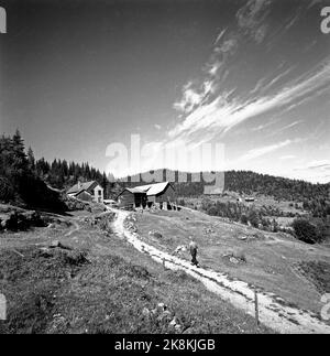 Flatdal in Telemark, August 1959. Fjellgården Ekre liegt 600 Meter über dem Meeresspiegel und in einem derart unwegsamen Gelände, dass "niemand denken würde, dass jemand es könnte BU". Th. Die kleine Autobahn, die die Familie gerade gebaut hat und die für den Betrieb der Landwirtschaft von großer Bedeutung sein wird. Der Bauer selbst, Bjørn Ekre, auf dem Weg zum Hof. Foto: Aage Storløkken / Aktuell / NTB Stockfoto