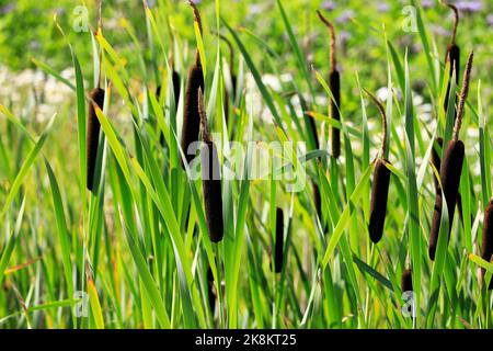 Typha latifolia, auch Bullush oder Gemeine Cattail genannt, die in einem Graben wächst. Typha-Fasern haben das Potenzial, neuartige, nachhaltige Textilfasern zu sein. Stockfoto