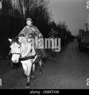 Vestfold 1952115. Die erste Militärübung in Norwegen in der Nachkriegszeit nahm an 30.000 Männern und 7.000 Fahrzeugen in der Übung 'Herbst' Teil Es war eine regnerische Übung. Zwischen den Regenfällen hing der Verschluss schwer in den Baumkronen, alles war durchnässt, grau, traurig und sauer. Die Vorladung kam aus Ostnorwegen, Sørlandet, Rogaland, Møre und Trøndelag. Die Westler und Fjorde im Kløvkompaniet d.k.v. War genauso stark und zähig. Sie machten sich überall auf den Weg und machten nicht halt. Foto: Sverre A. Børretzen / NTB Stockfoto