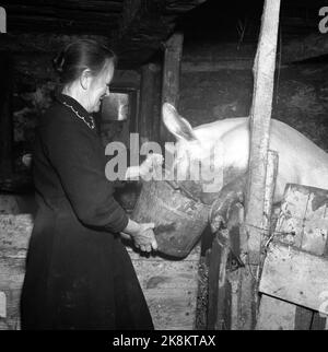 Loen März 1947 von der Farm Streichung in Nordfjord, wo natürliche Haushalte so weit wie möglich geführt werden. Die 9 Bewohner des Hofes leben von den Produkten, die der Boden und das Vieh liefern. Hier werden die Schweine gefüttert. Foto: Th. Scotaam / Aktuell / NTB Stockfoto