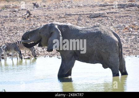 Ein Elefant trinkt bis zu 200 Liter pro Tag. Ein Elefant trinkt bis zu 200 Liter pro Tag. Stockfoto