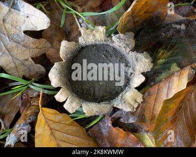 Überreste von Earthstar-Pilzen im Wald, Großbritannien, Geastrum. Stockfoto