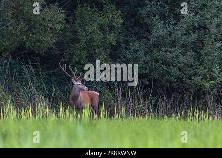 Rothirse (Cervus elaphus) beim Wandern auf der Wiese . Wildtierlandschaft Stockfoto