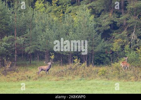 Rothirse (Cervus elaphus) beim Wandern auf der Wiese . Wildtierlandschaft Stockfoto